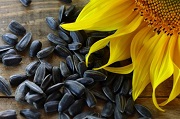 Экспорт семян подсолнечника дал «богатый урожай»  